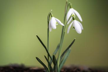 Source: Mark Freeth & https://flic.kr/p/rj2Bne