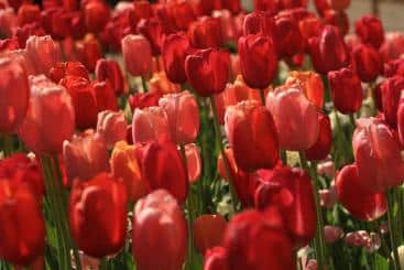 Source: Blondinrikard Fröberg & https://flic.kr/p/UY9GgQ