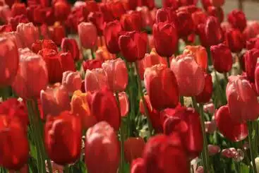 Source: Blondinrikard Fröberg & https://flic.kr/p/UY9GgQ