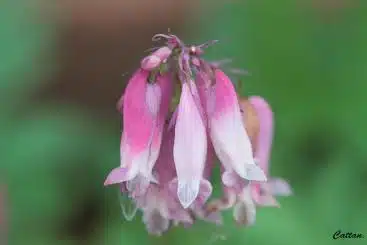 Source: cattan2011 & https://flic.kr/p/Q8oF4P