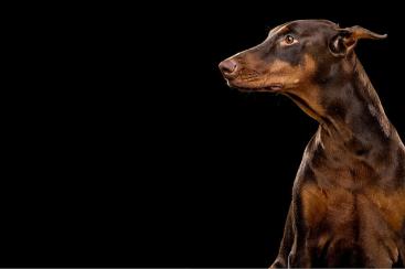 Source: www.kingsporthumor.com & https://flic.kr/p/6ovkMi