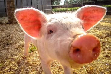 Source: Joshua Berry & https://flic.kr/p/zuhp7y