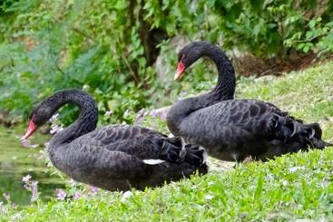 Source: John K Thorne & https://flic.kr/p/2gsyMjK